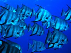 Large school of Spade Fish taken off Cocos Island Aboard ... by Charlie Foreman 